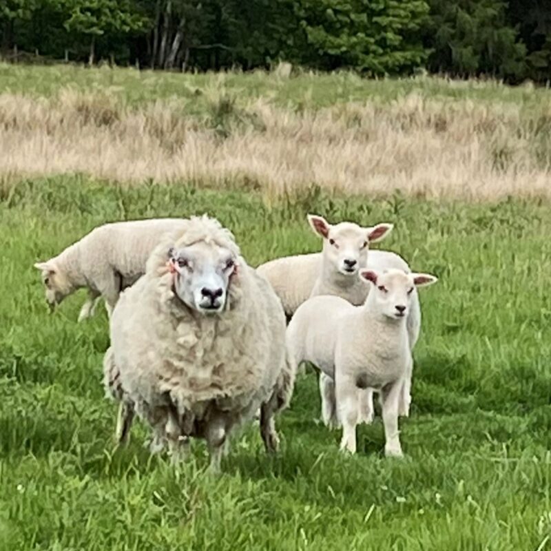 El Trauma: La Herida de Infancia